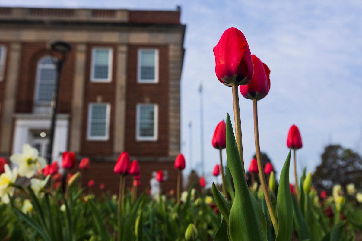 tulips near the Arts and Sciences Hall