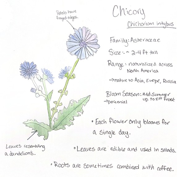 color pencil drawing of chicory to illustrate fauna facts