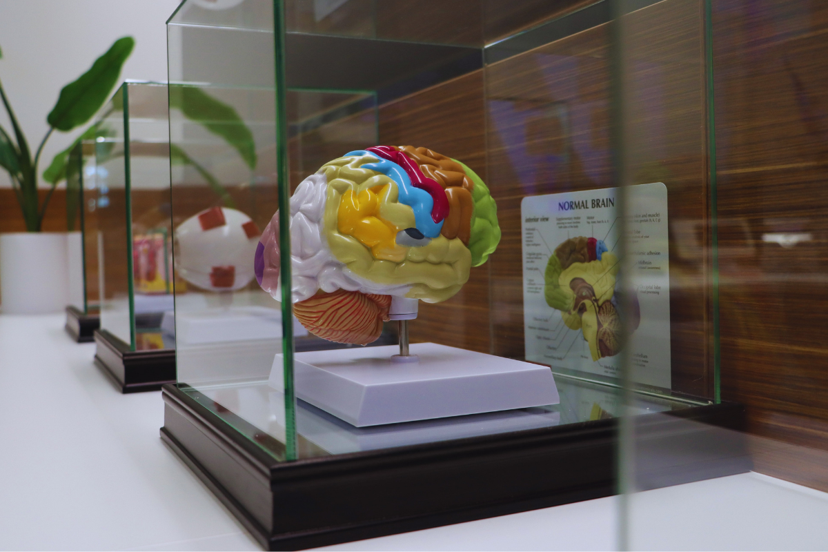 Glass Display cases (Brain, Eye, and Skin) showing different parts of each sensory organ on the body.