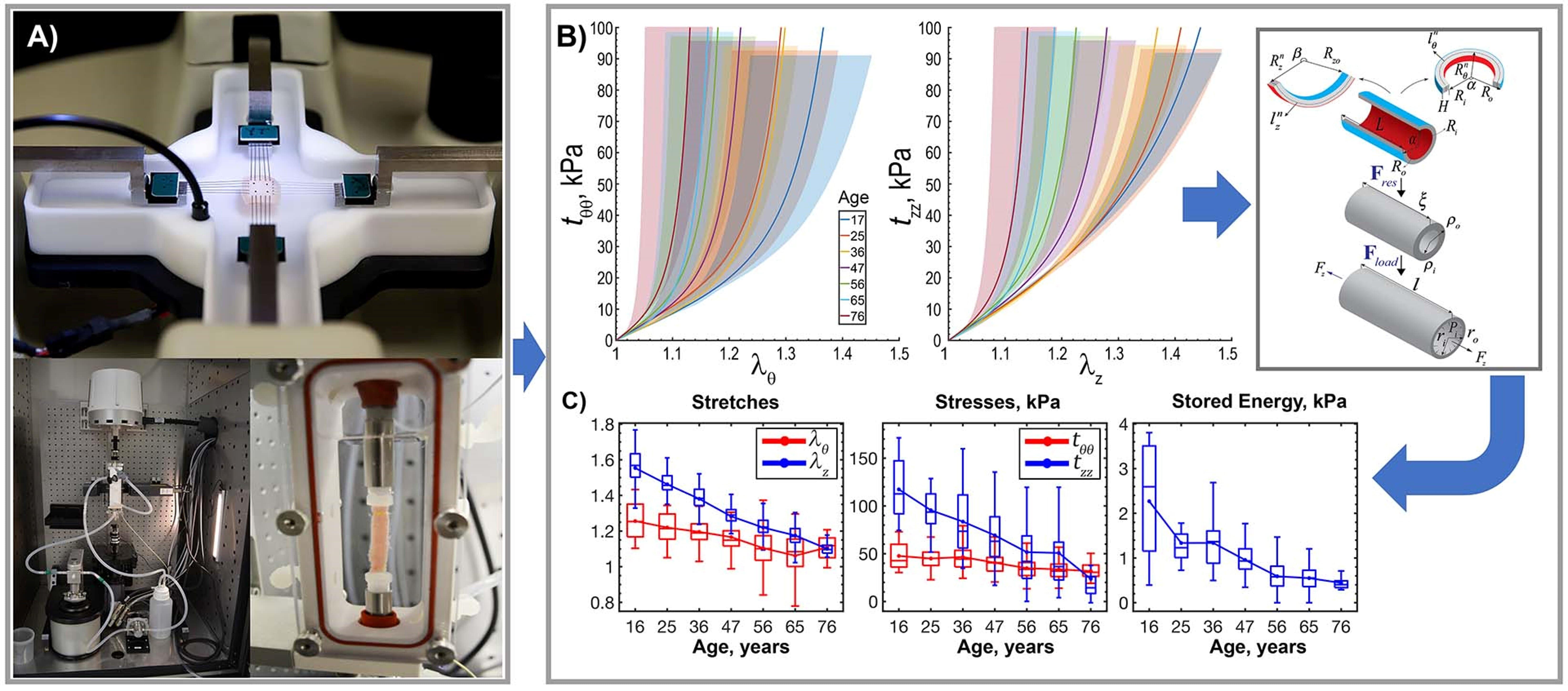 Constitutive modeling of soft tissue