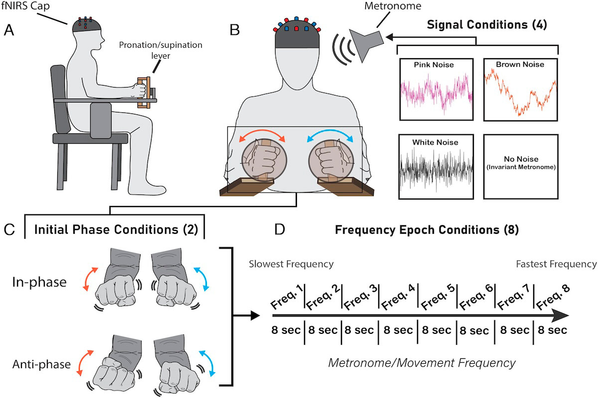 Bimanual coordination testing apparatus and conditions. (A) Brain imaging cap (functional near-infrared spectroscopy; fNIRS) and bimanual manipulanda arrangement. (B) Subjects were prompted to follow a metronome that was embedded with variability in the interbeat intervals. Four signal conditions were used for implementing variability, including an invariable (no variability) metronome, a pink noise, a white noise, and a Brown noise metronome. (C) Subjects followed the metronome in an initial coordination pattern of either in-phase or antiphase. (D) The average metronome interval increased by 0.25 Hz every 8 s with eight total epochs of increased frequency (lasting approximately 64 s).