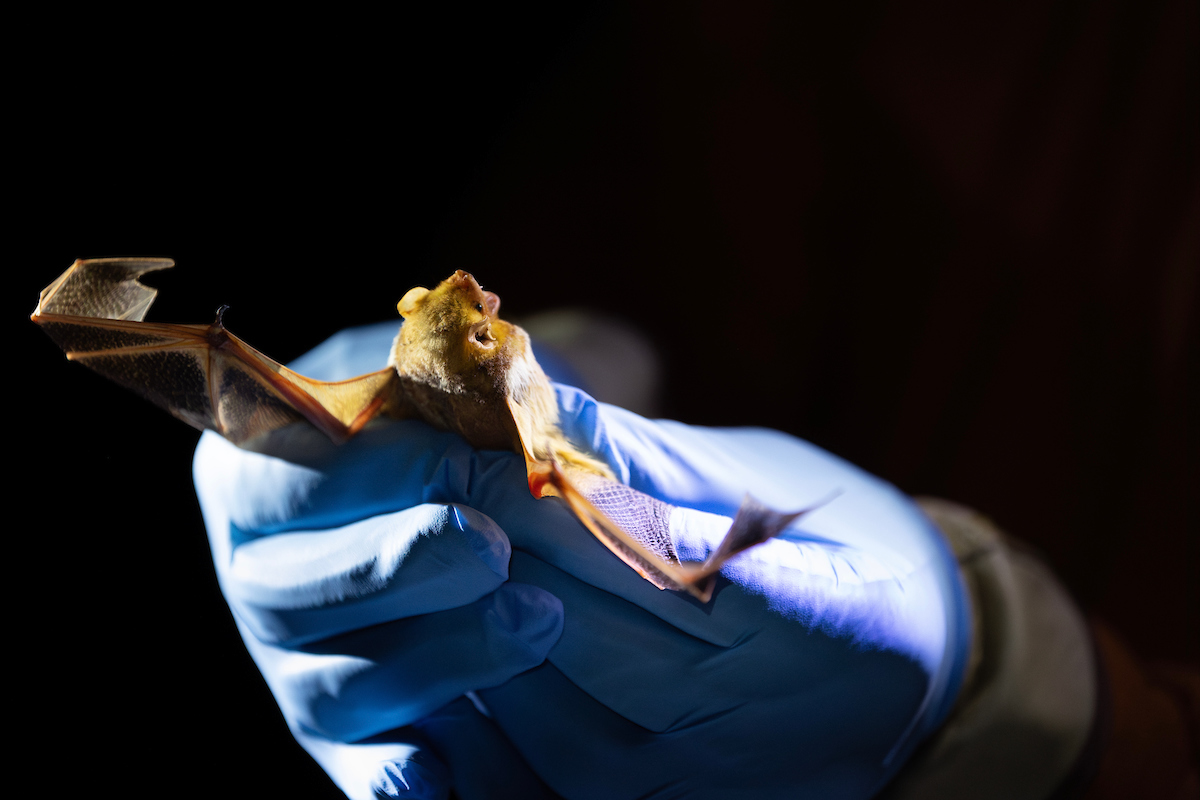 A live bat is seen being held by Li as he prepares to collect specimens from the animal. 