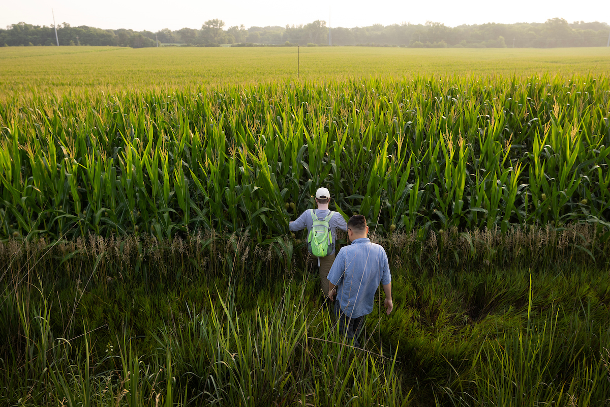 Li and Wigley enter a densley packed field to collect  bat detectors that have been placed at the top of flagpoles.