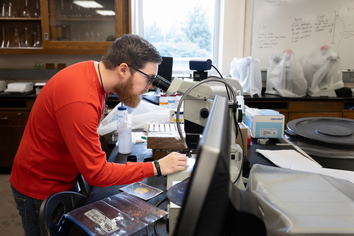 Wigley studies specimens under a microscope in Dr. Li's lab. 