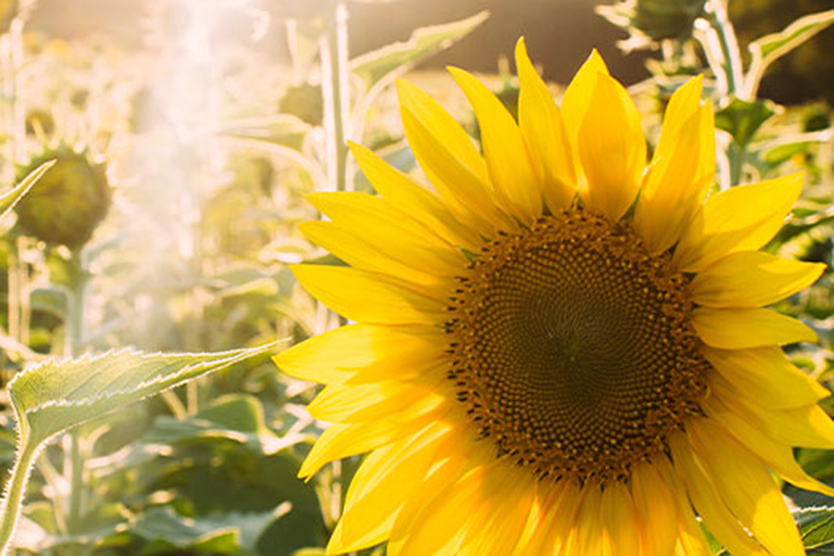 sunflowers basking in the sunlight